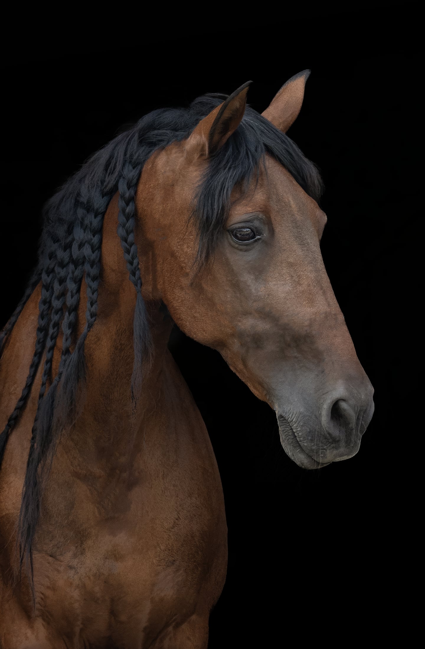 A close portrait of a bay horse with a braided mane against black.