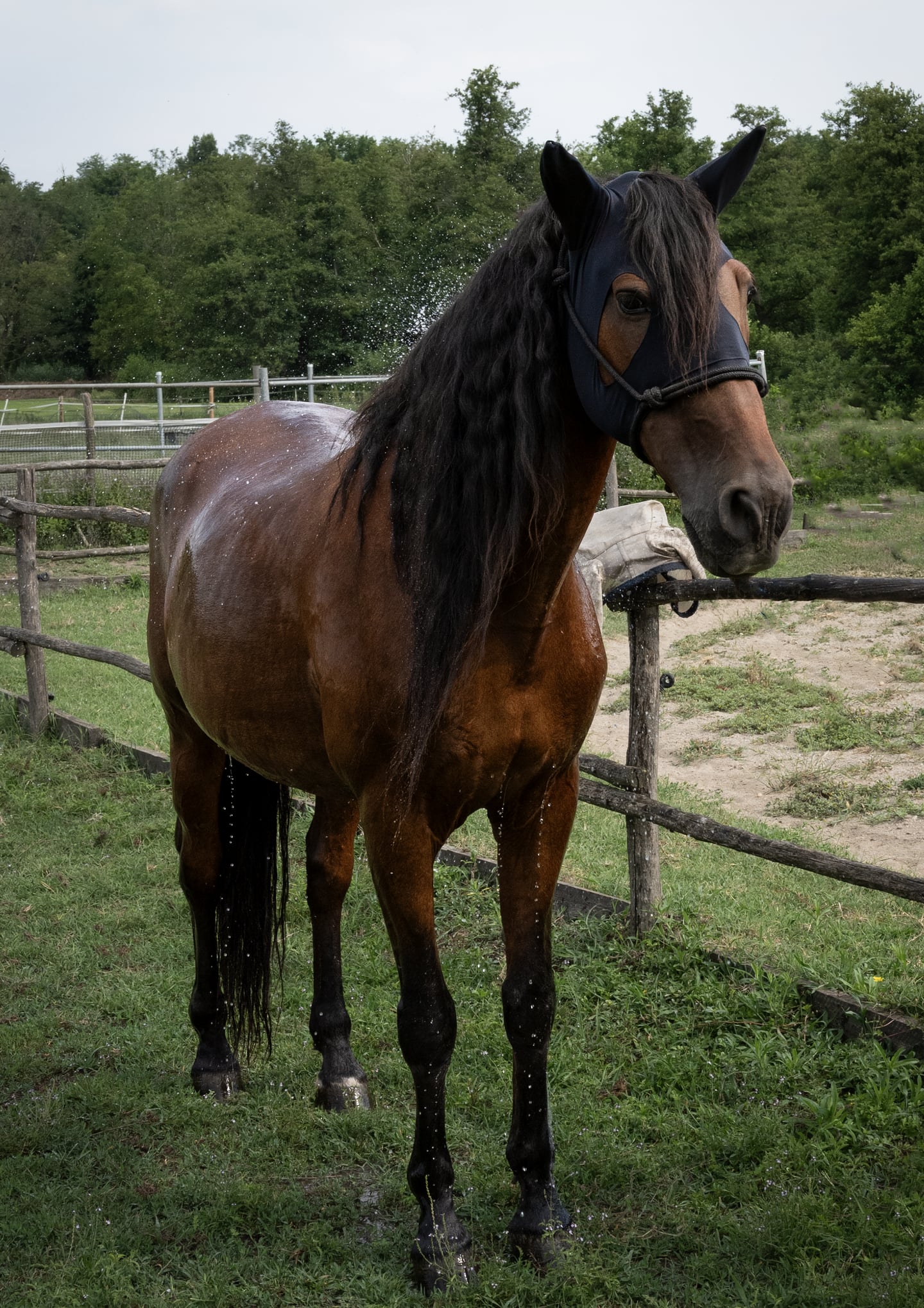 A bay horse standing beside a wooden fence in a grassy paddock.