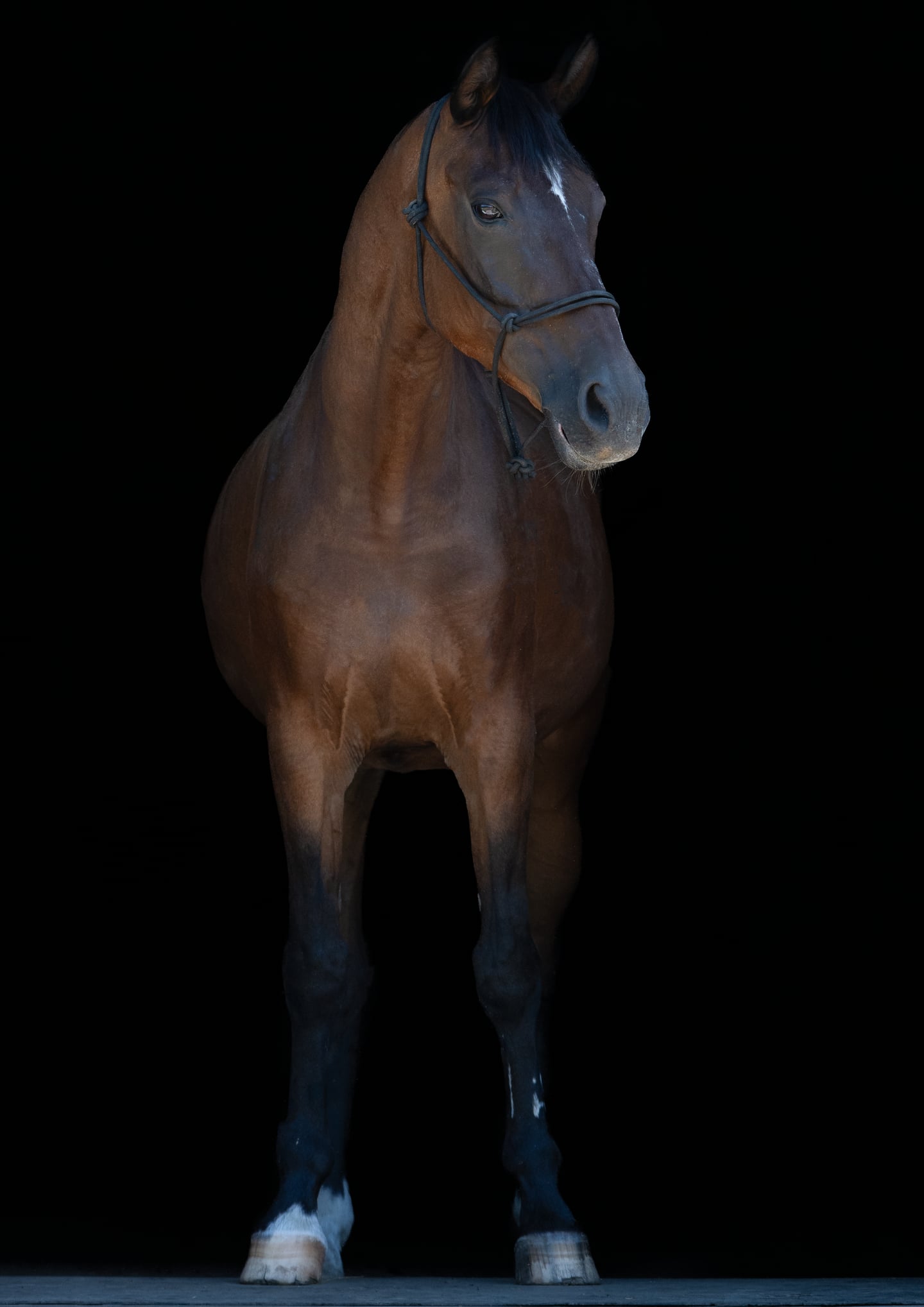 A bay horse photographed from the front against a black background.