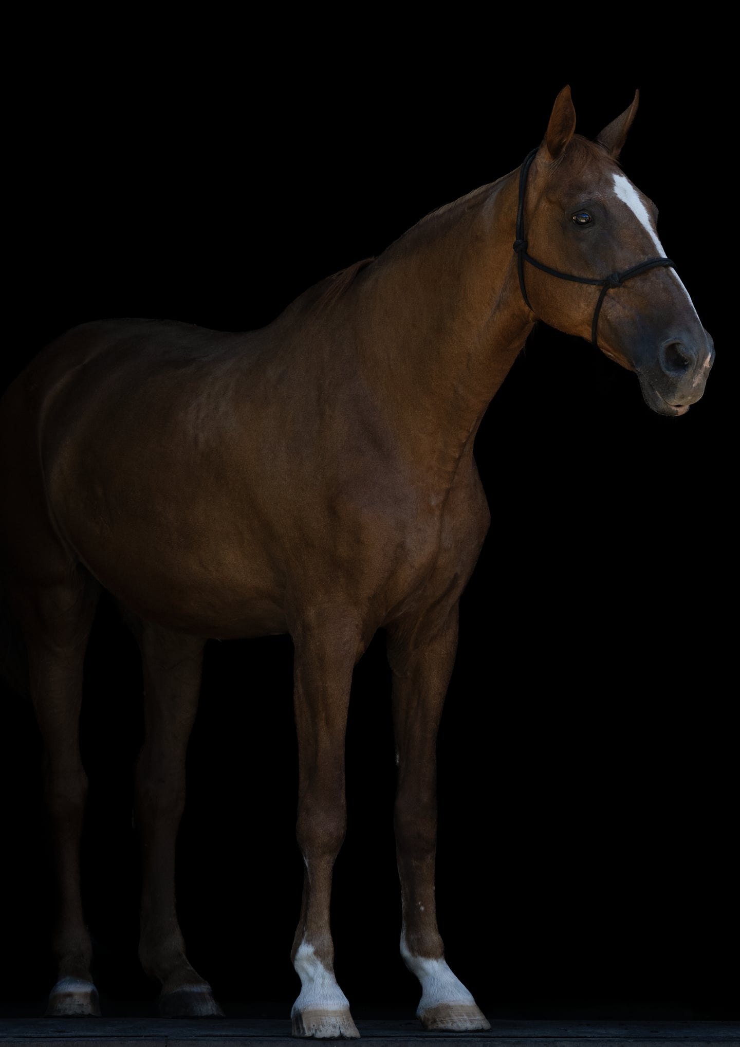 A bay horse standing side-on against a dark background.