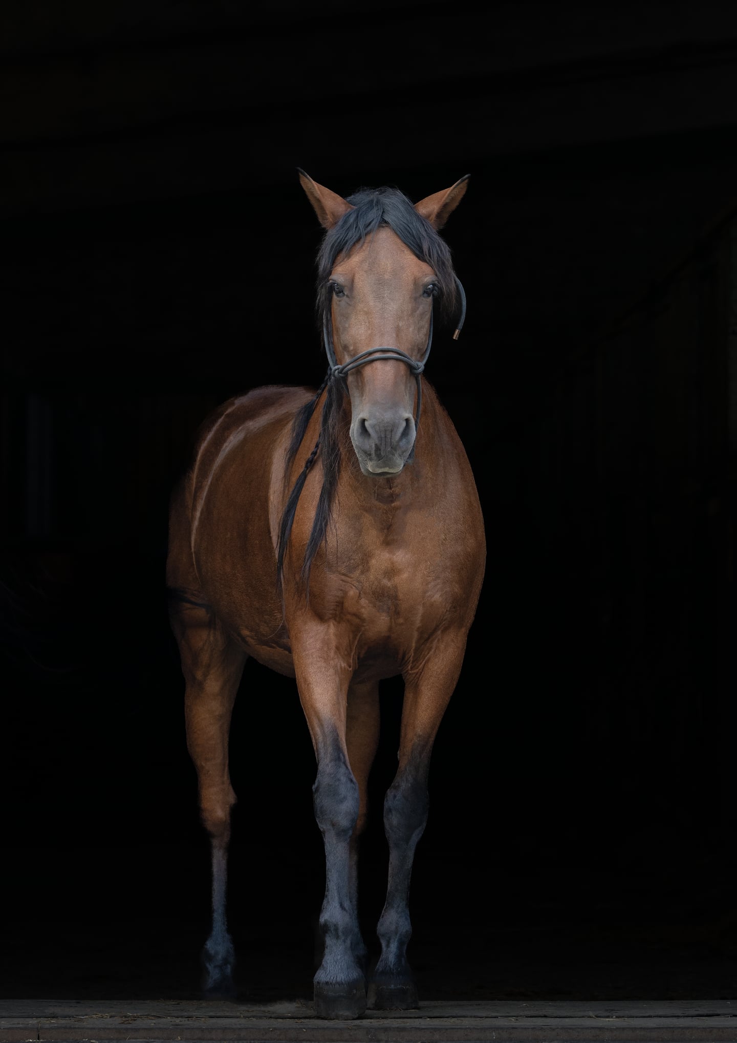 A bay horse standing in the entrance of a dark stable.