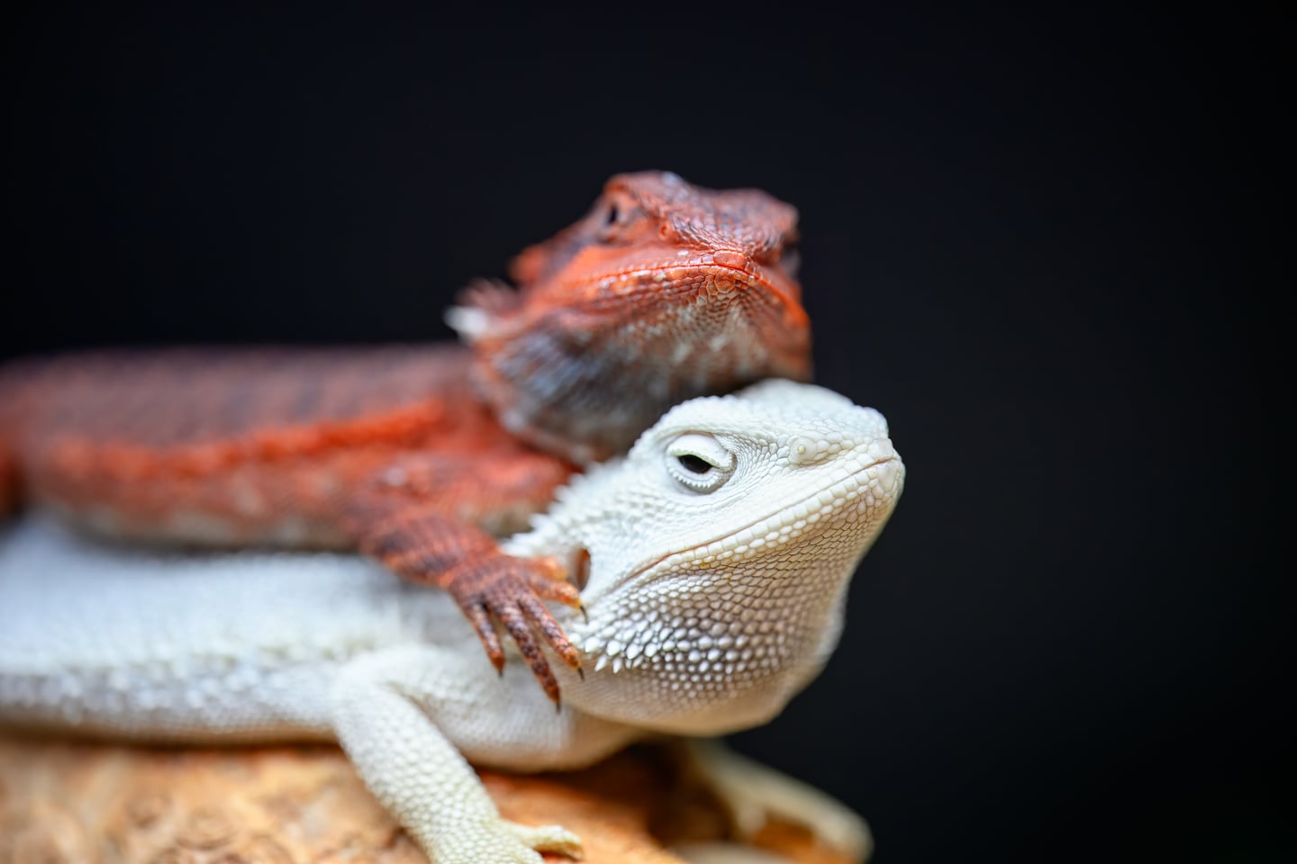 Close-up of red and pale bearded dragons resting side by side.