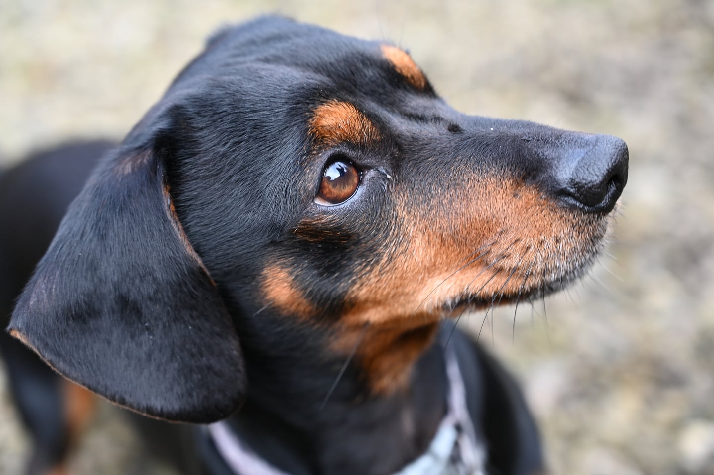 A close portrait of a black and tan dog looking upwards.