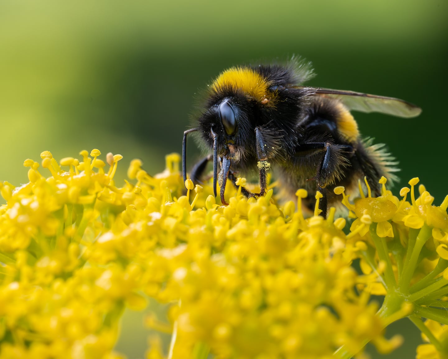 A bumblebee feeding among clusters of tiny yellow flowers.