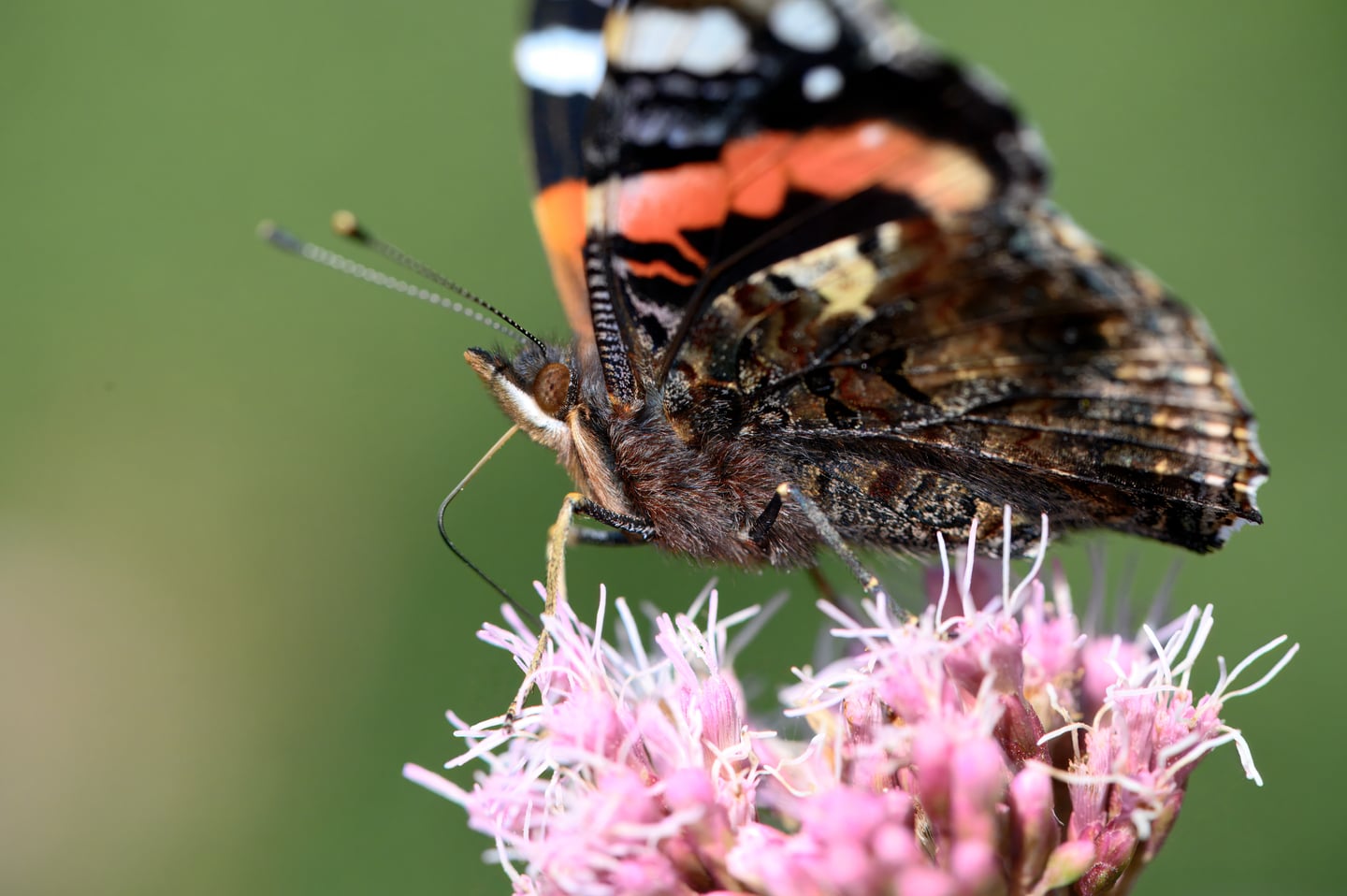A dark butterfly with orange and white markings resting on pink flowers.