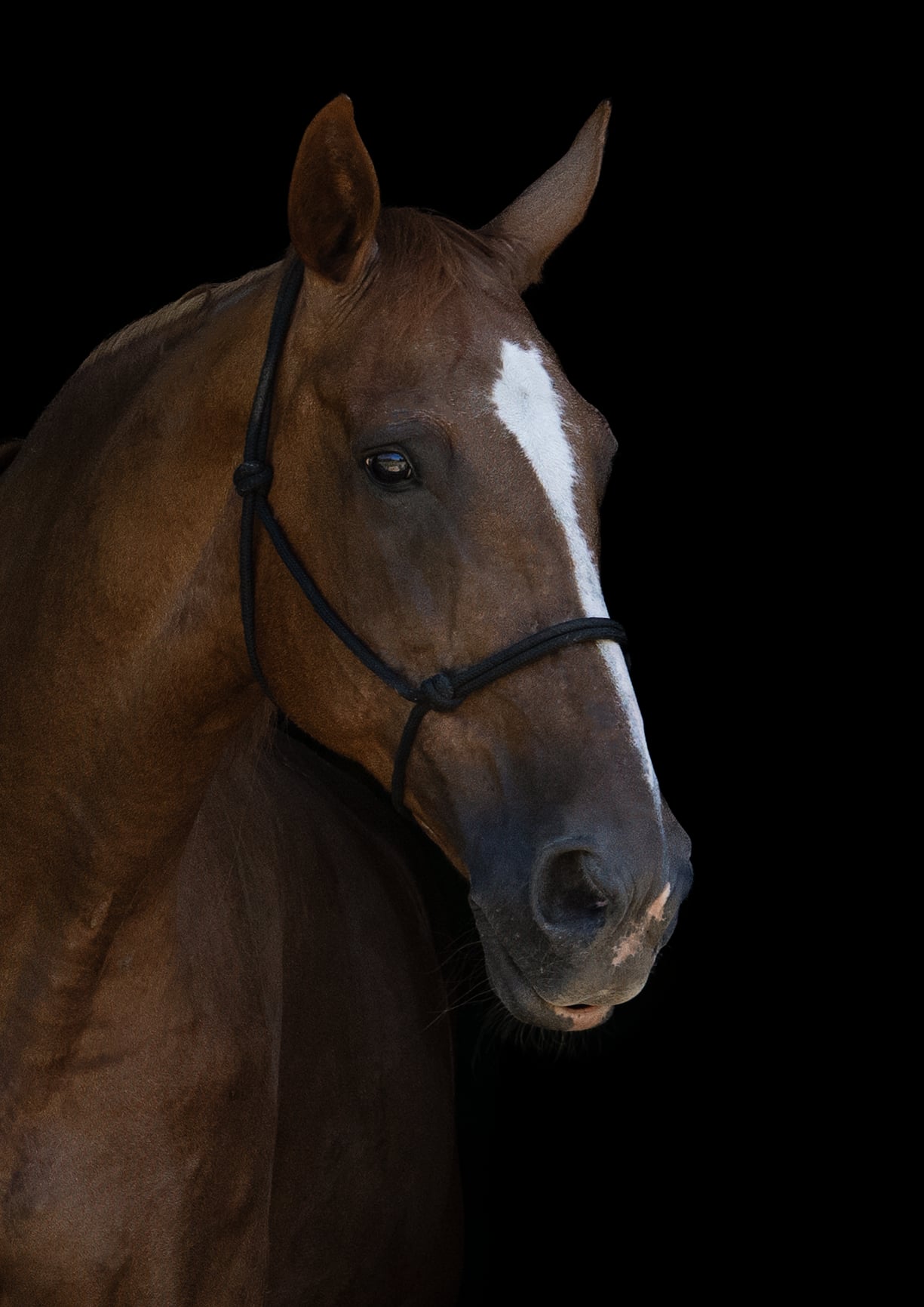 A chestnut horse's head and neck softly lit against a black background.