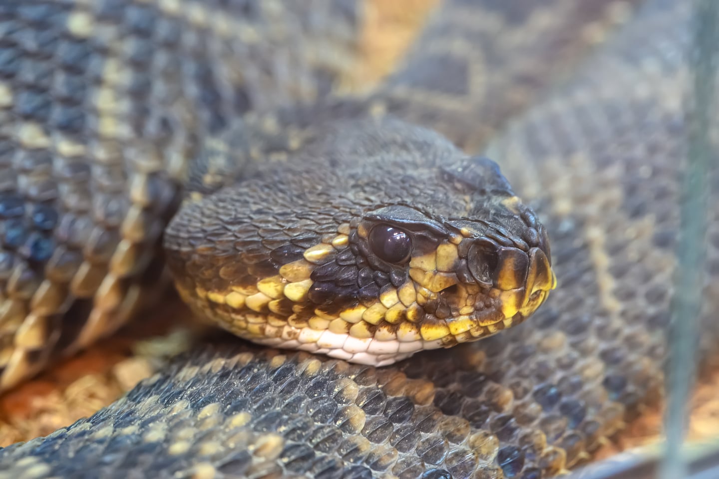 A patterned snake resting its head on its coils.