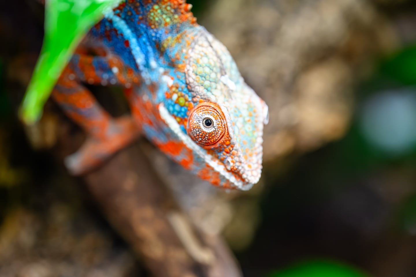A brightly coloured chameleon peering around a branch.