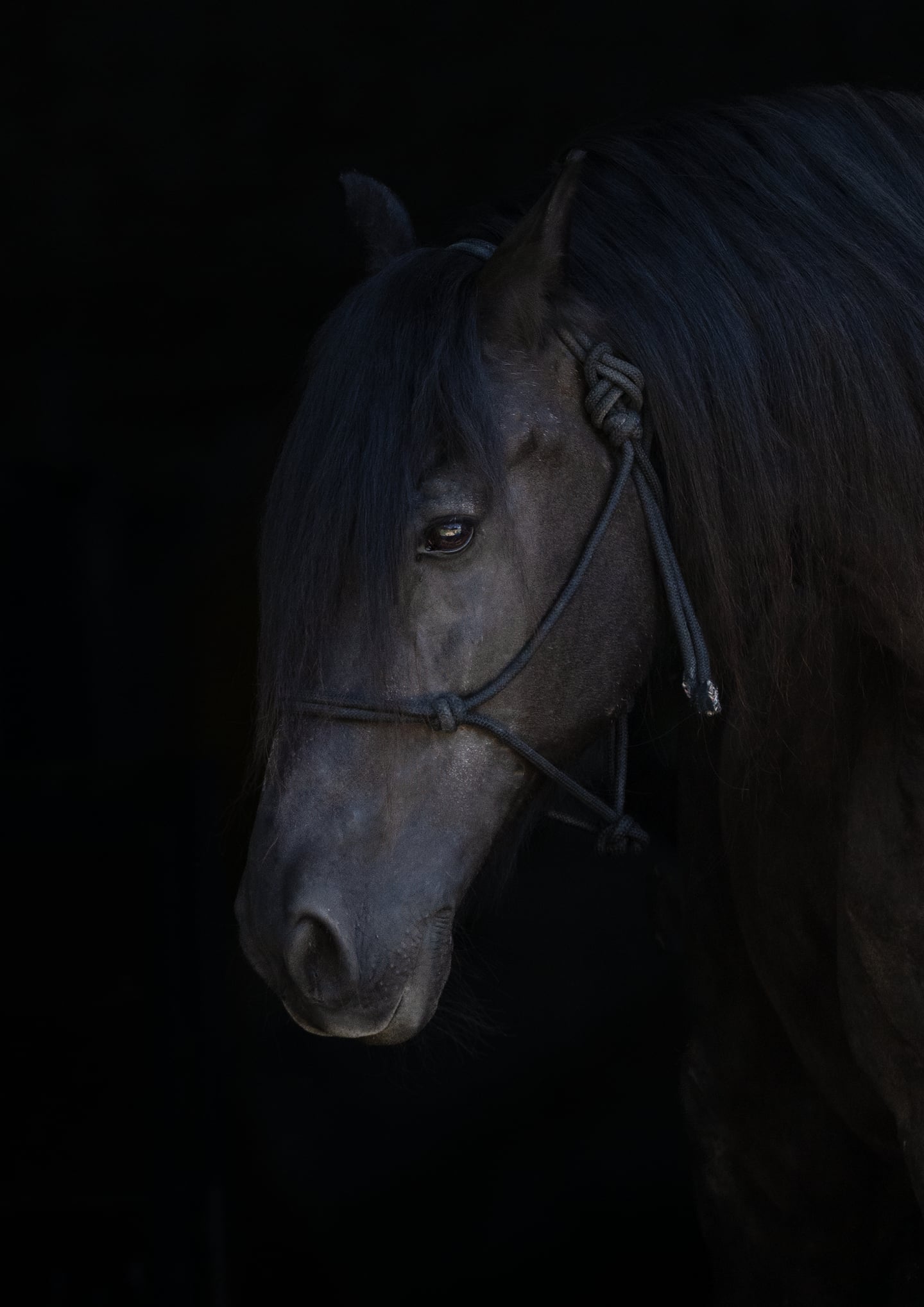 A dark horse's face emerging softly from a black background.