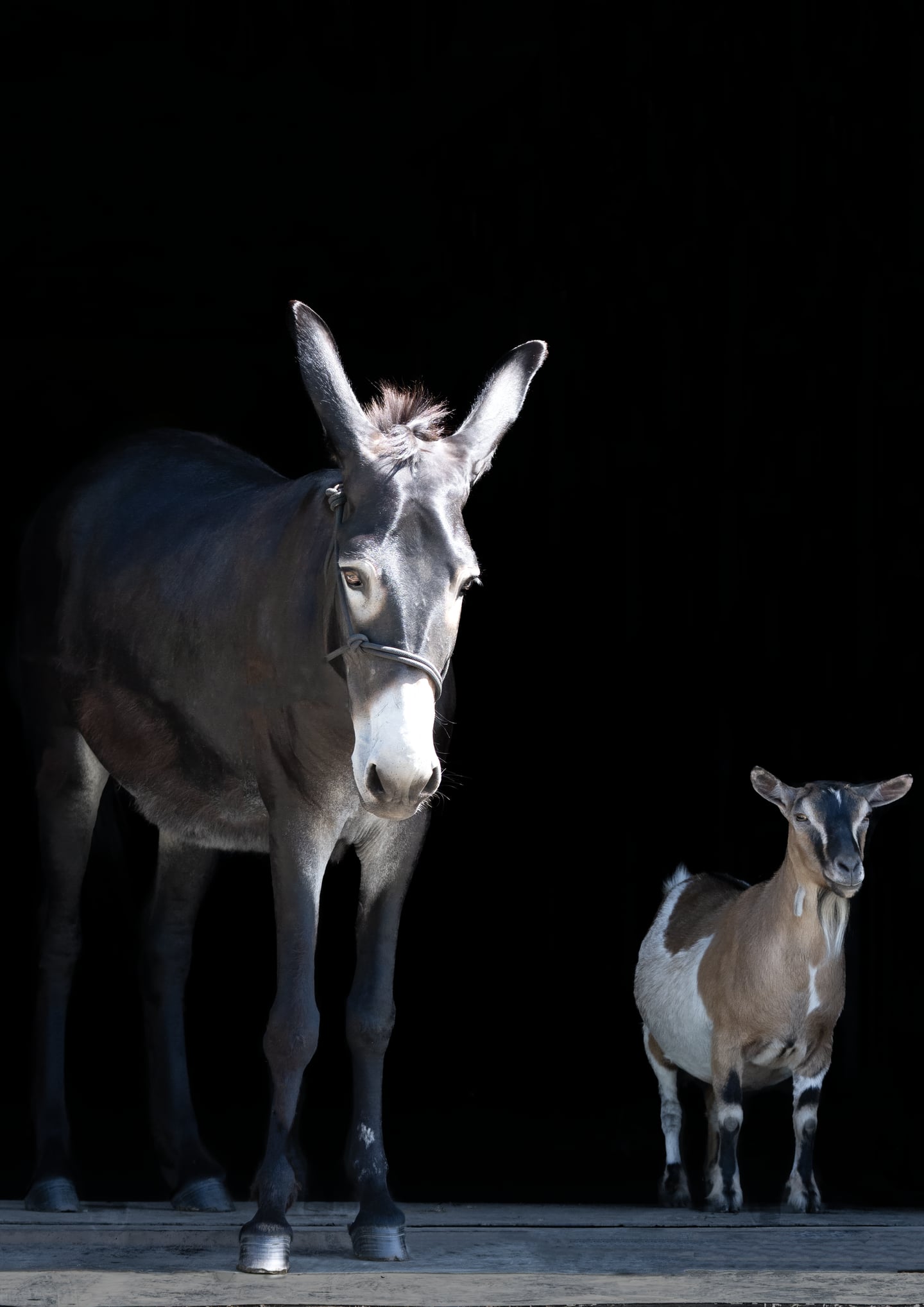 A donkey and a small goat standing together against a dark background.