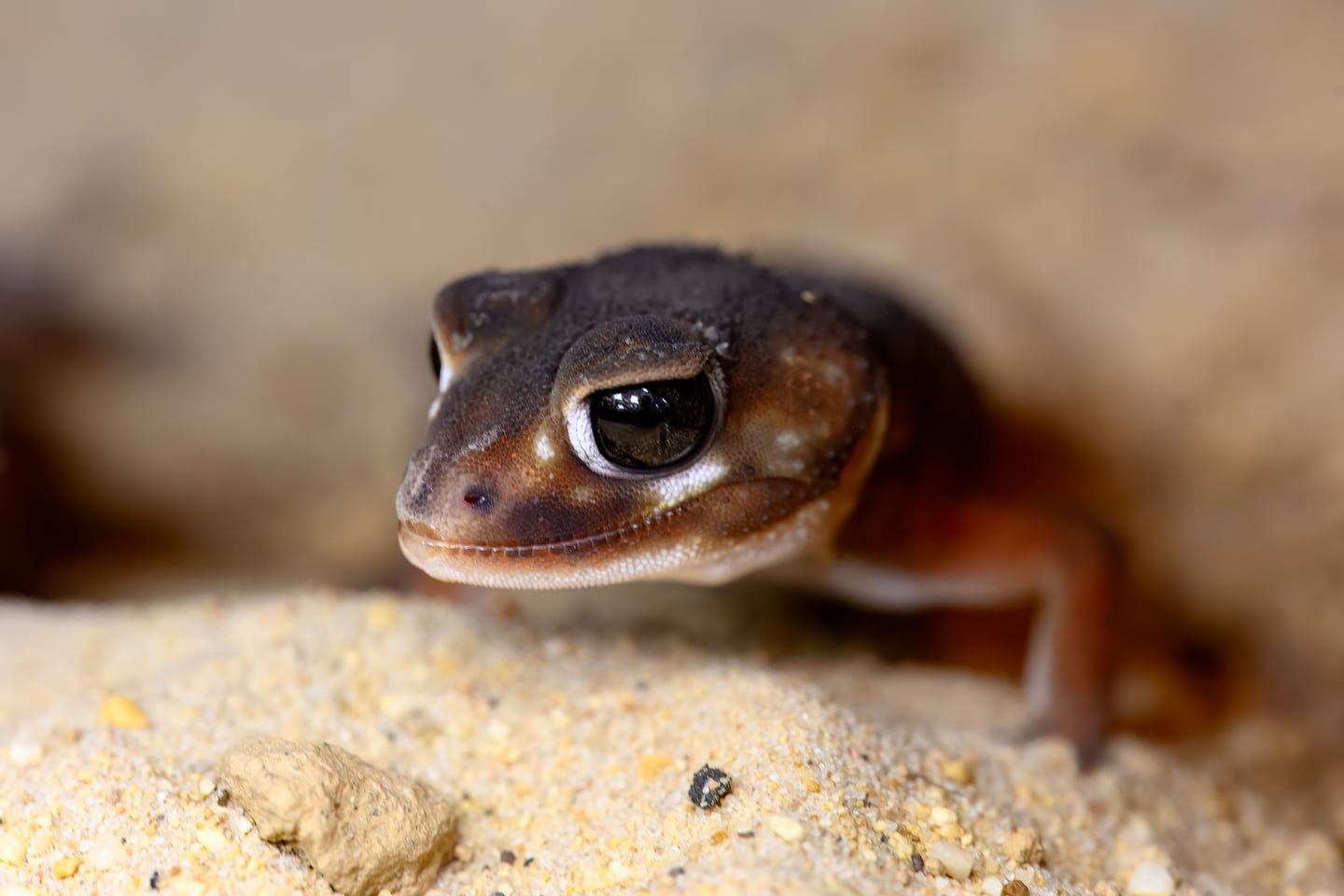 A small gecko resting its chin on a rock in close-up.