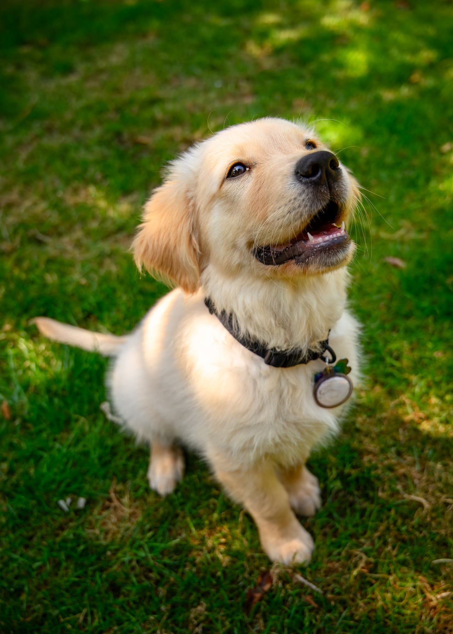 A golden retriever puppy looking upwards while sitting on grass.