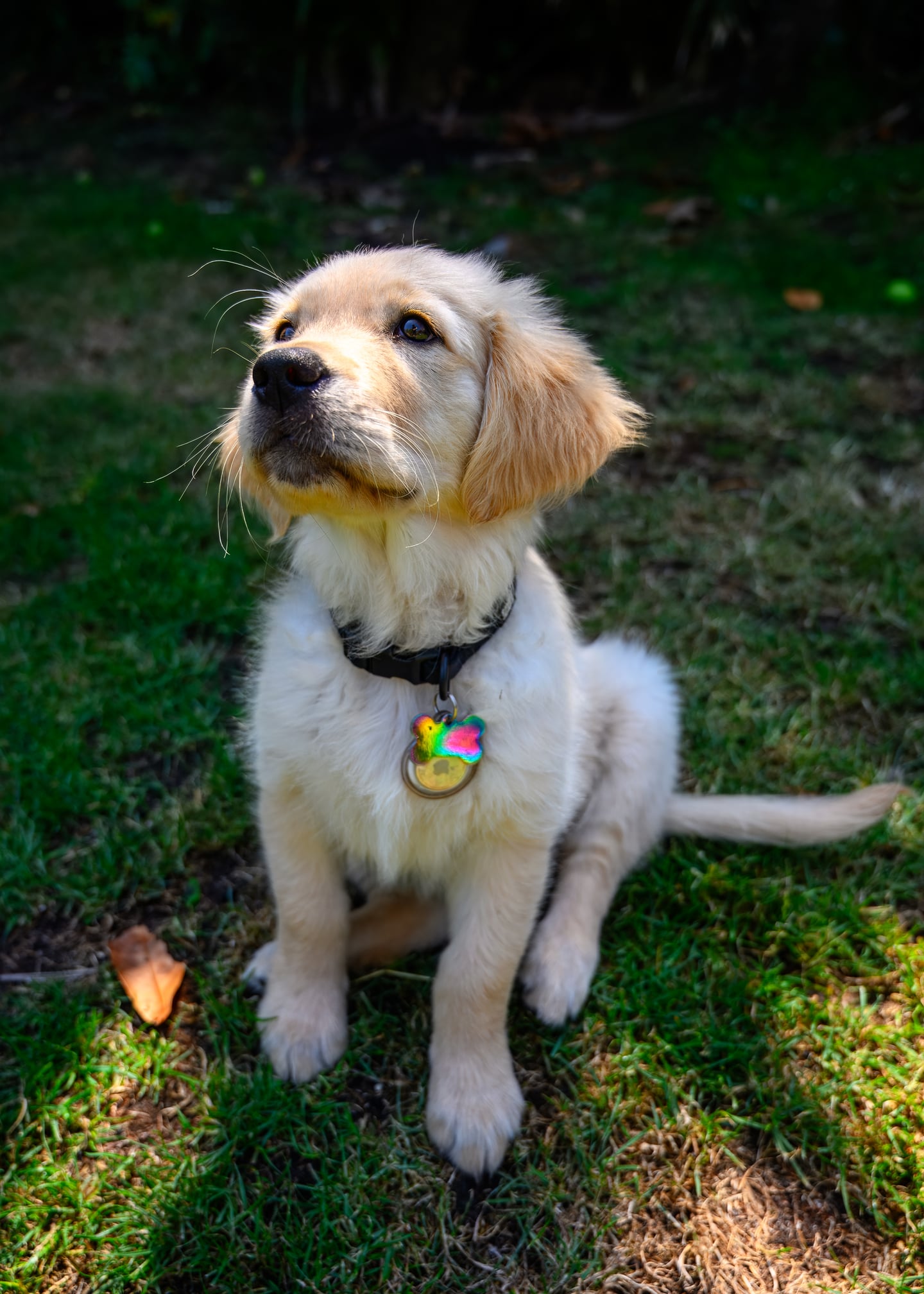 A golden retriever puppy sitting on a shaded patch of grass.