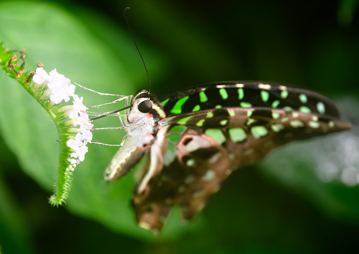A butterfly with green markings feeding on small white flowers.