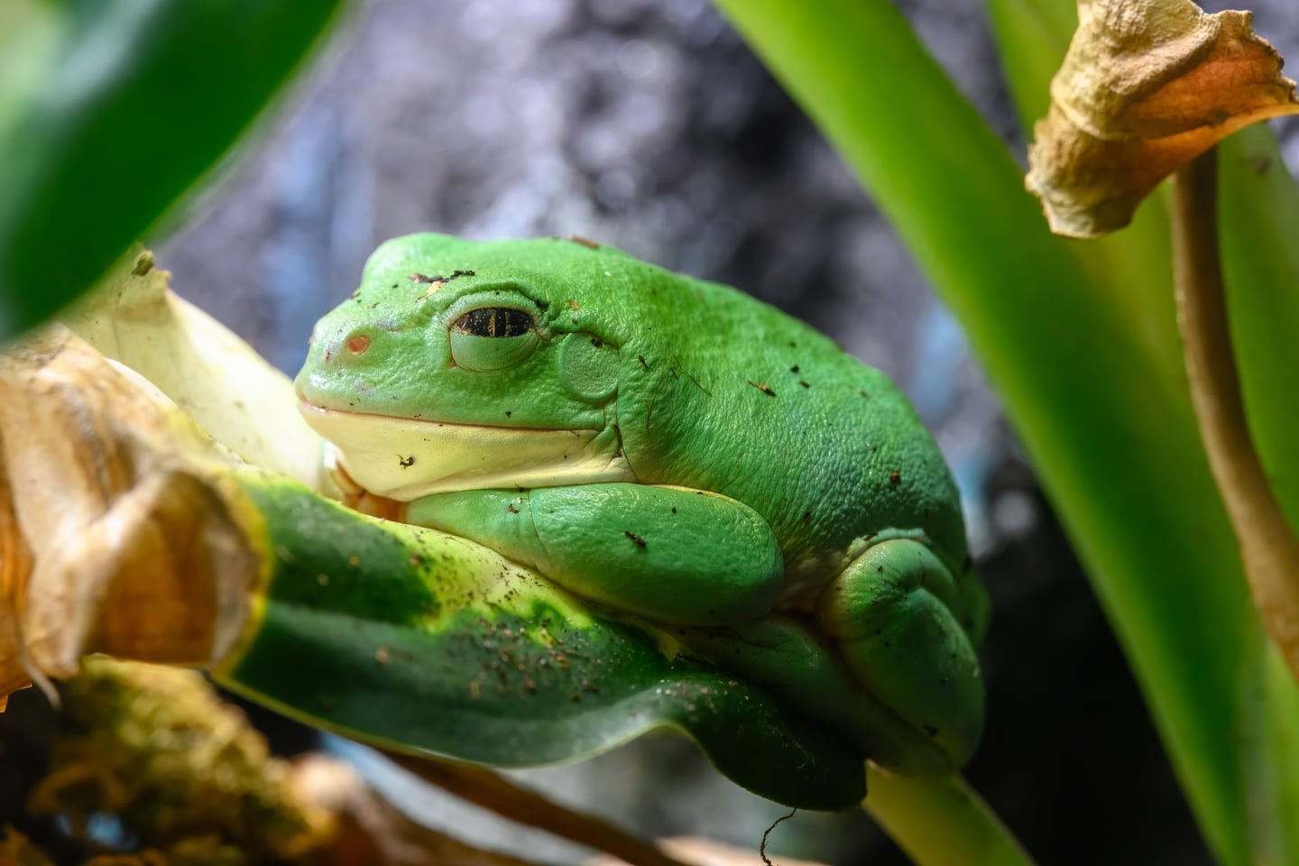A green frog perched on a leaf among stems.