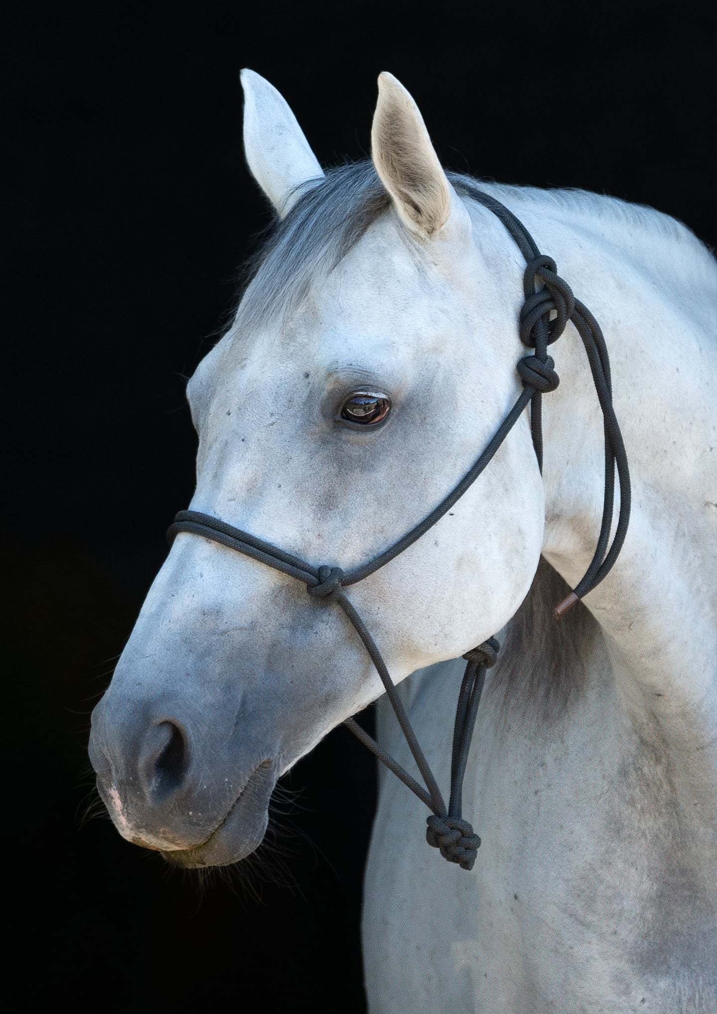 A close profile of a grey horse wearing a halter against black.