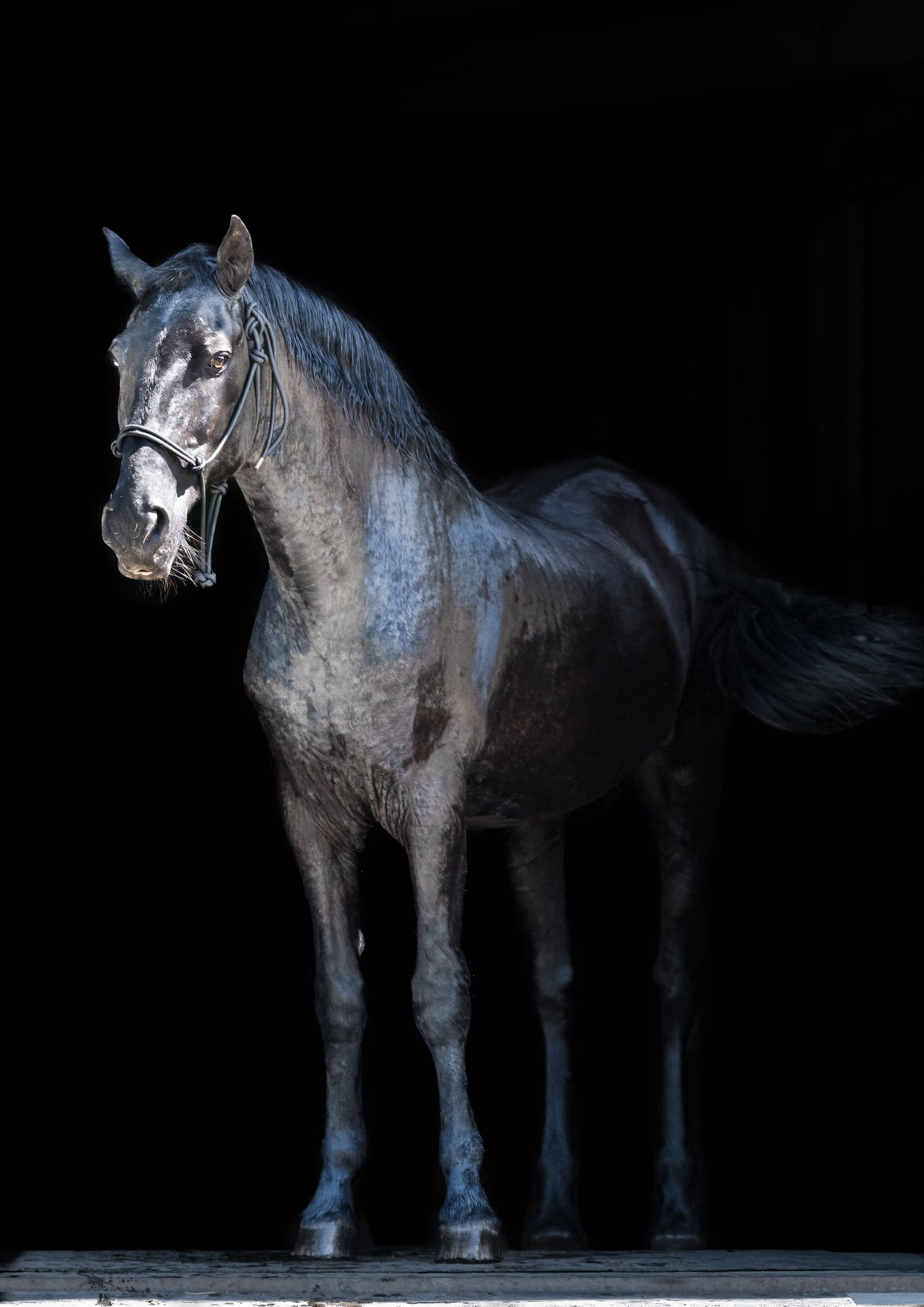 A grey horse standing with its head turned against a dark background.