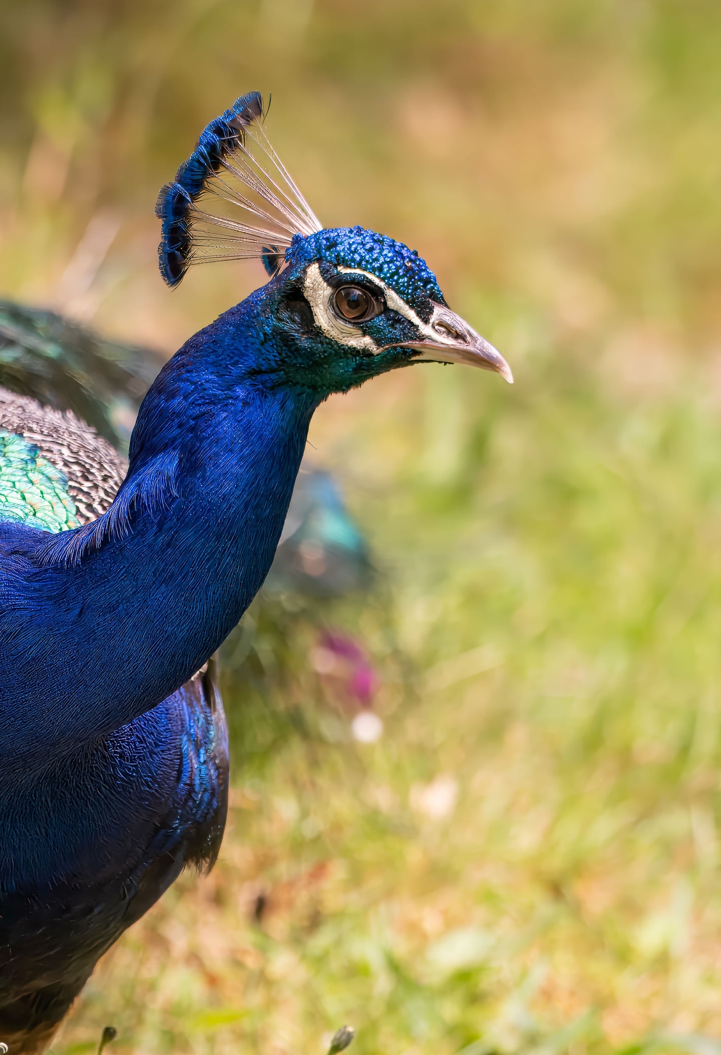 A blue peacock with its crest raised looking to one side.