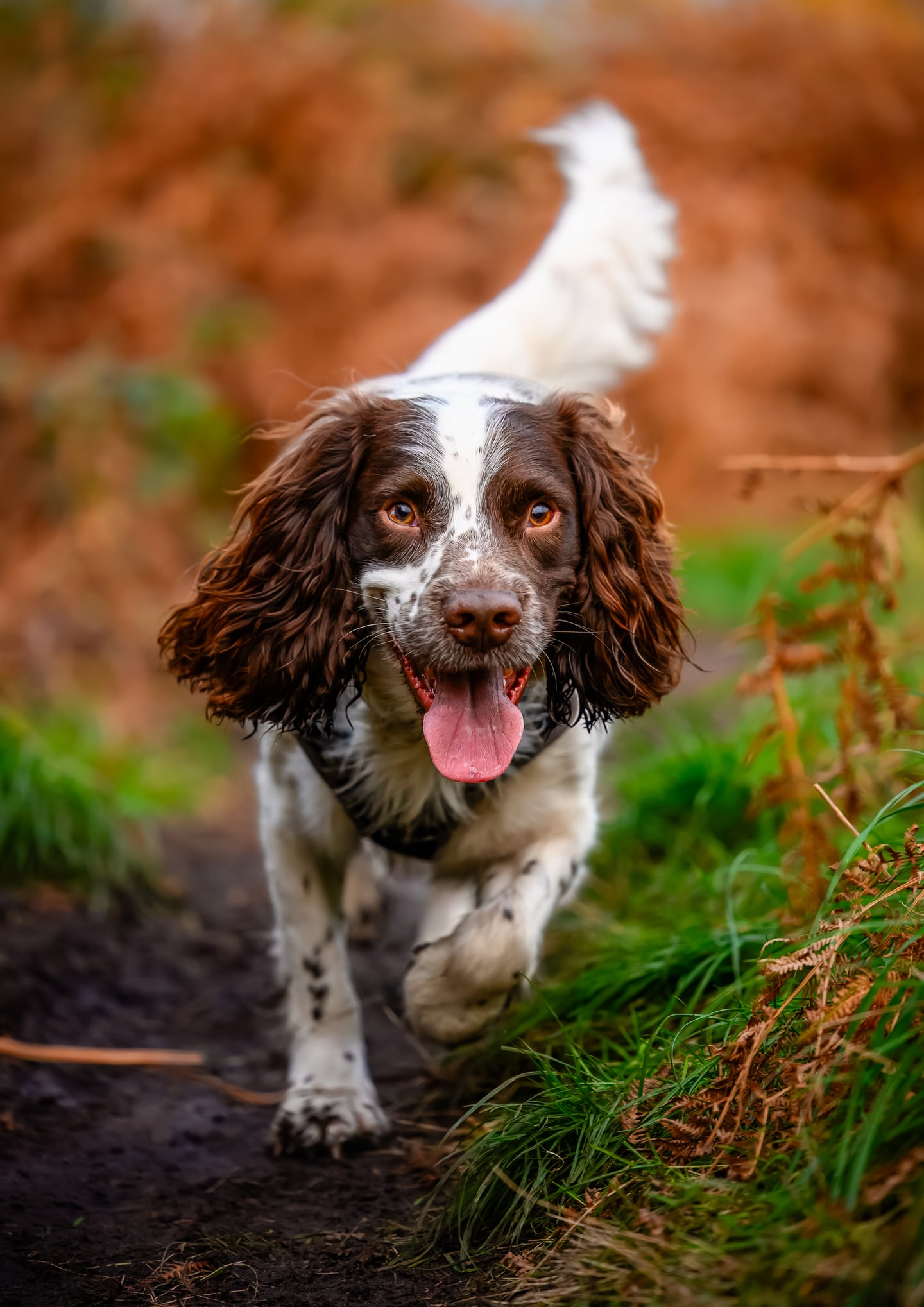 A brown and white spaniel standing on a woodland path among autumn leaves.