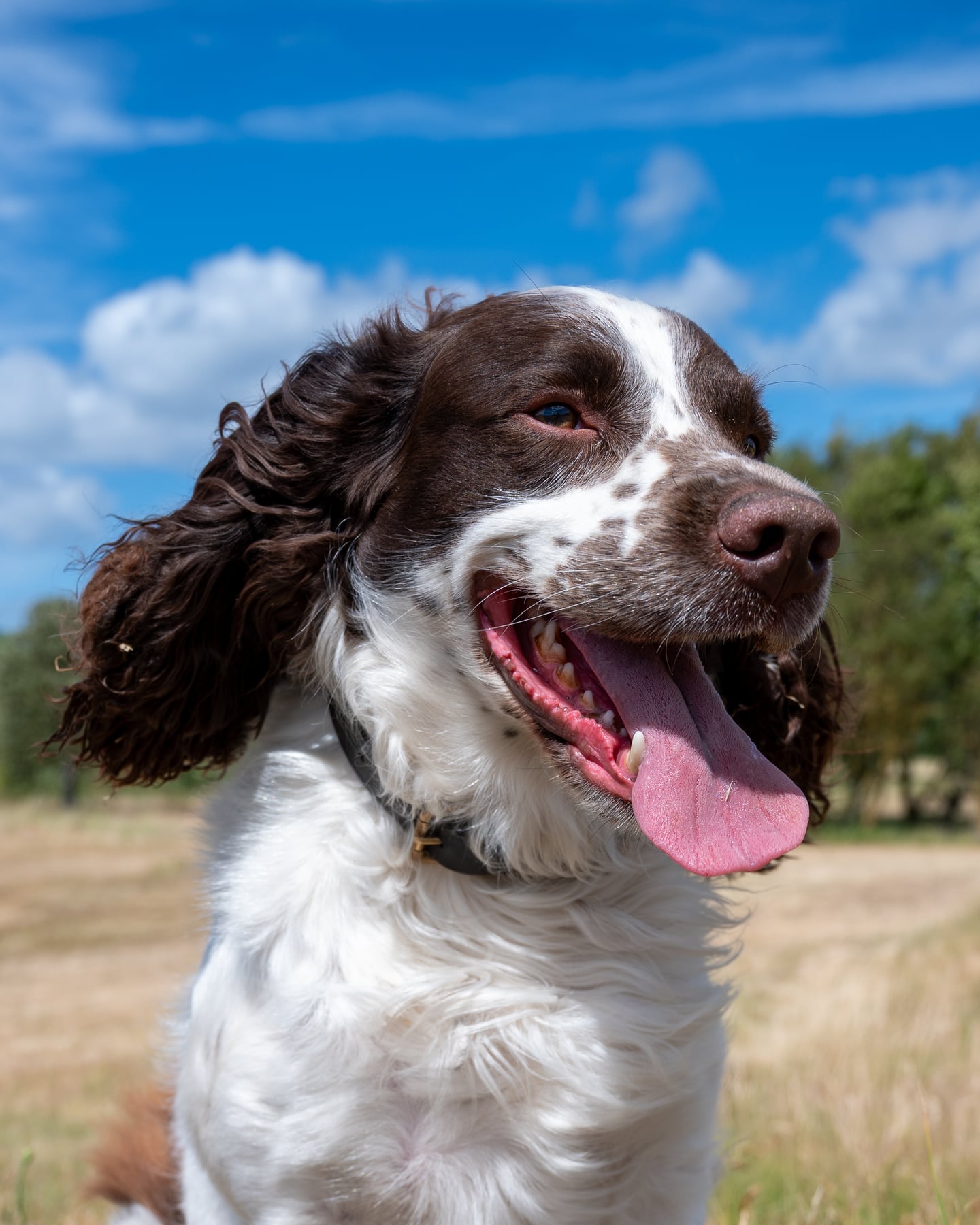 A brown and white spaniel looking to one side in a sunlit field.
