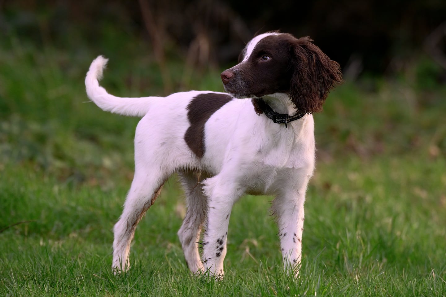 A brown and white spaniel puppy standing on grass with its tail raised.
