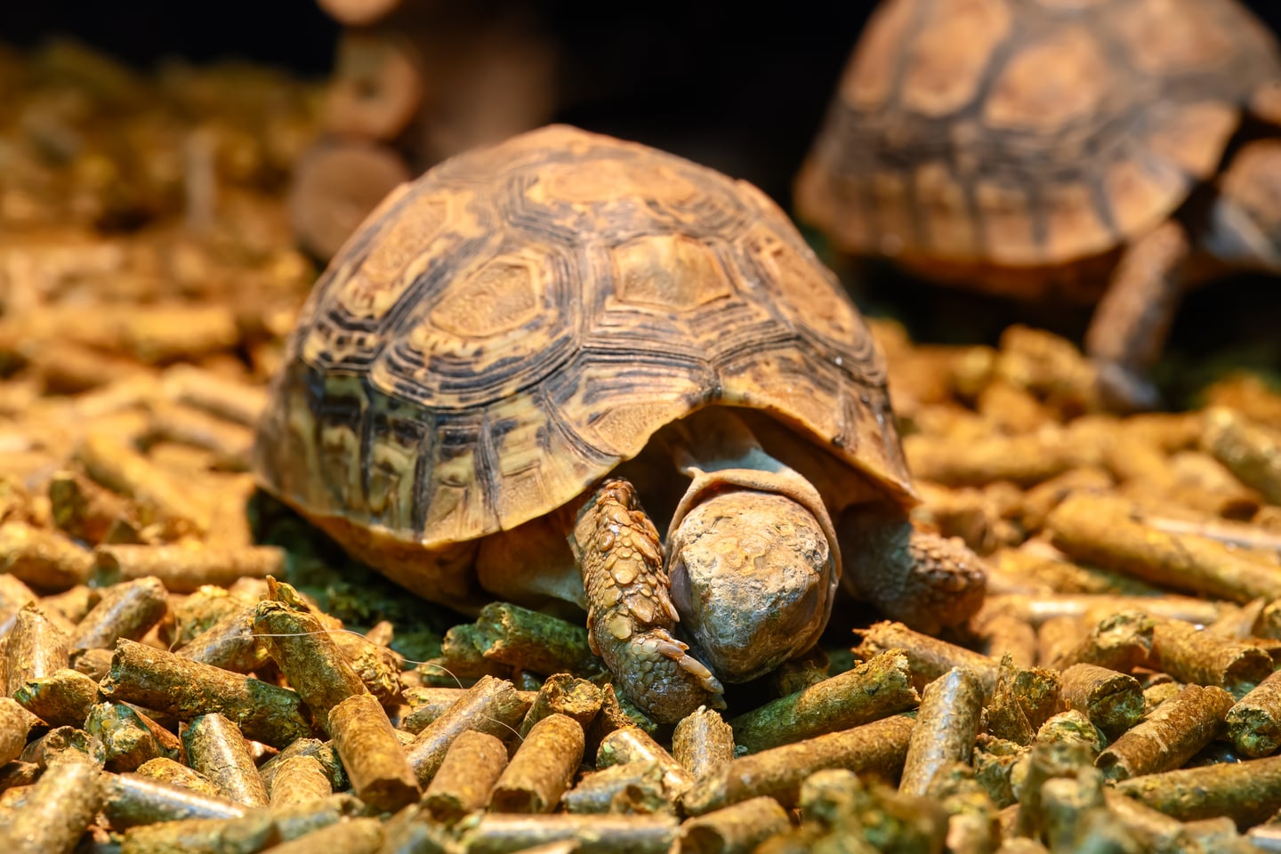 A small tortoise walking across loose bedding.