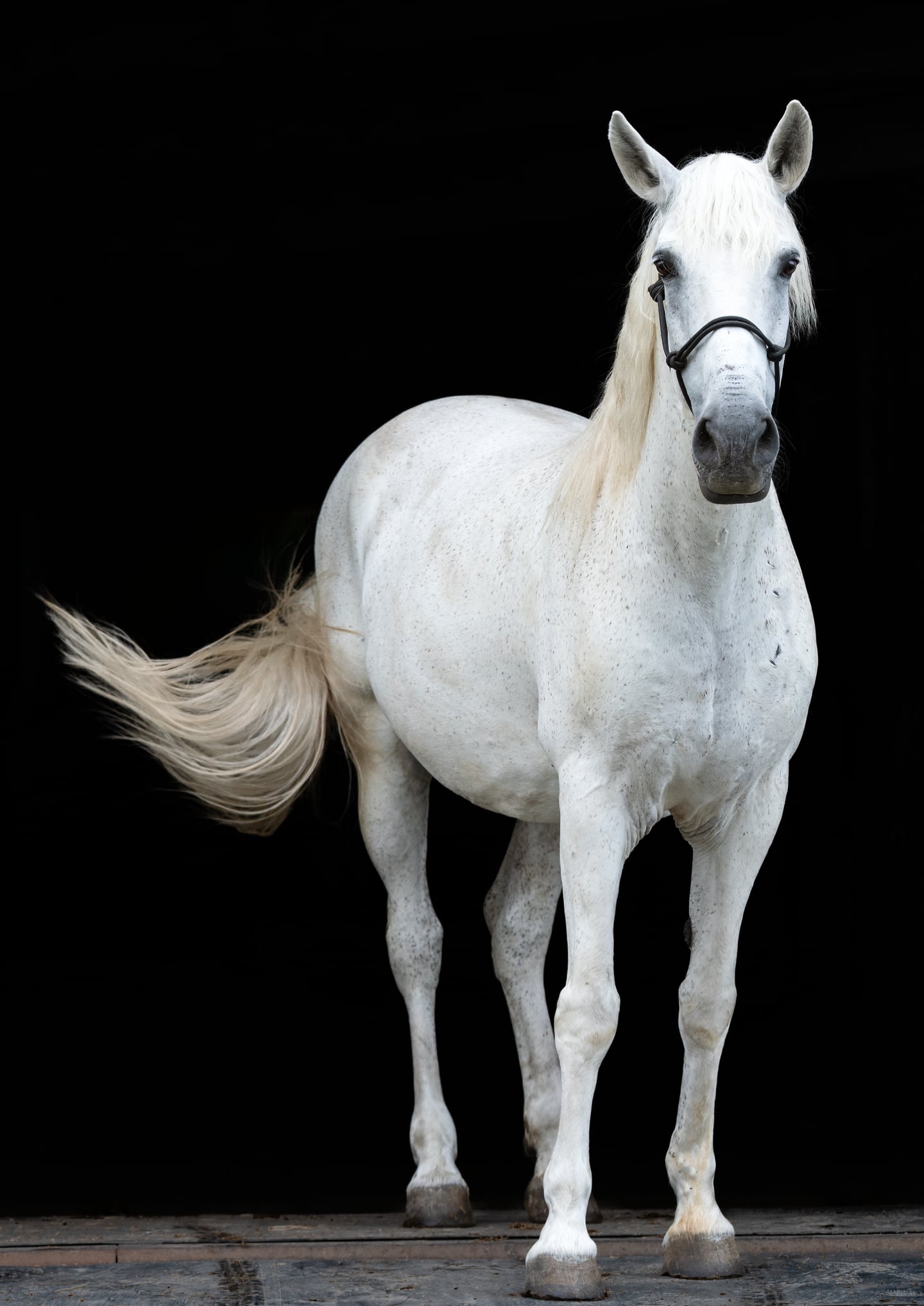 A white horse facing the camera against a dark background.