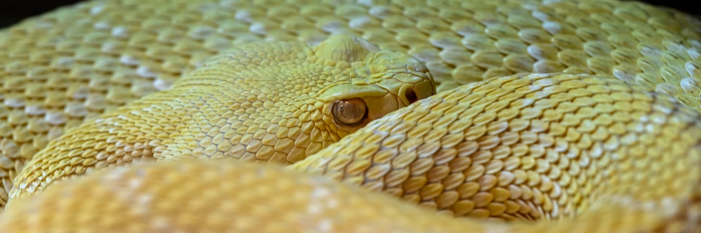 A pale yellow snake coiled up with its head resting on its body.